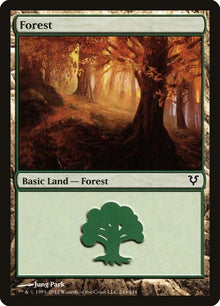 243-forest