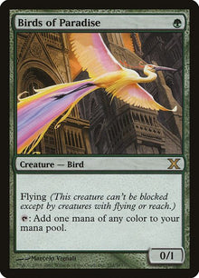 252-birdsofparadise