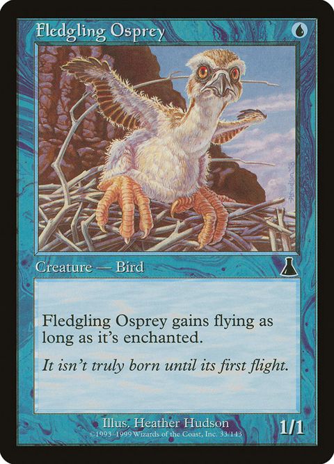 33-fledglingosprey