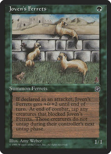89-jovensferrets